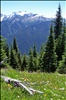 mt olympus with wildlowers, olympic national park